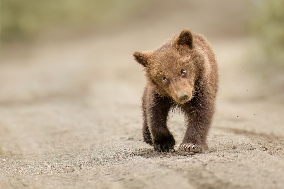 A small Brown Bear cub walks on a beach, showing a rolling gait like that of a human toddler.