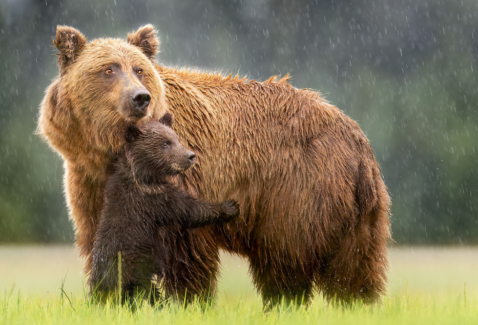 Bear Cub hugging Mother