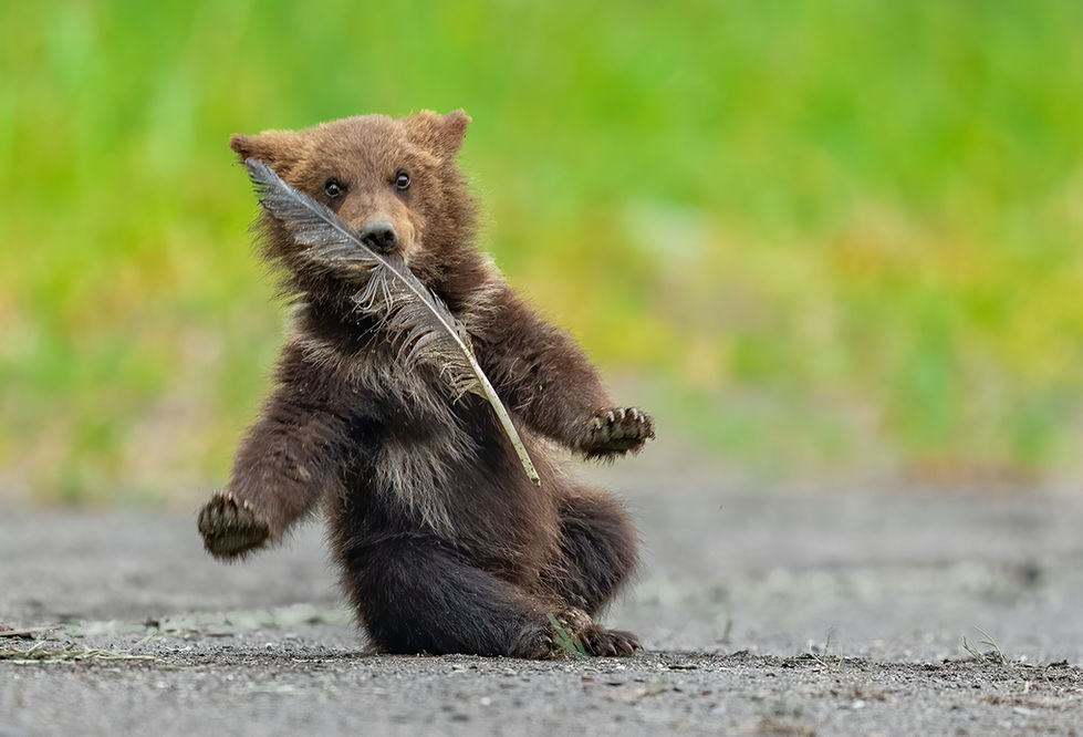 Bear cub with an eagle feather