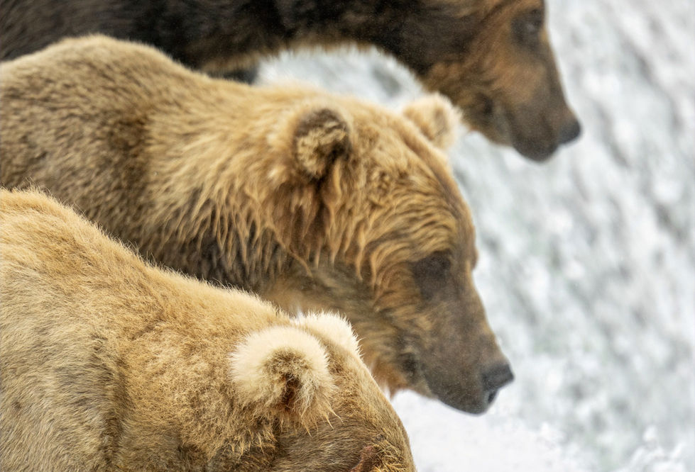 Three adult Brown Bears line up next to each others at the edge of a waterfall.