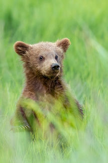 Bear cub peeking up over tall meadow grass