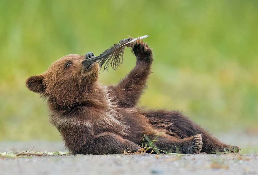 Bear cub leaning back on one elbow, while playing with a feather