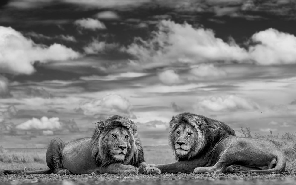Two fully adult male lions rest facing each other on a pebble-filled gully in the midday heat of the Tanzanian plains.