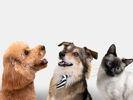 Cuidado Integral de Mascotas: ¿Por Qué Contratar un Seguro Veterinario?