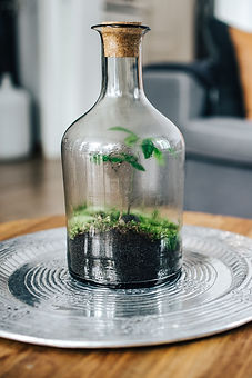 kaboompics_Tiny little forest in a jar.j