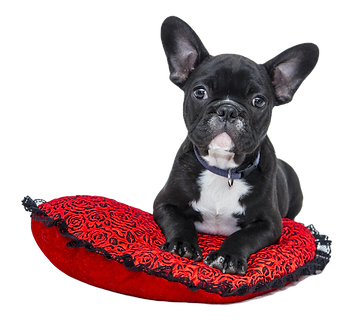 Puppy in Red Cushion_edited.png