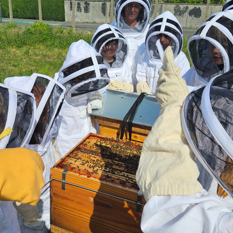Les élèves du rucher-école de Faches-Thumesnil ouvrent les ruches du rucher d' AGENOR