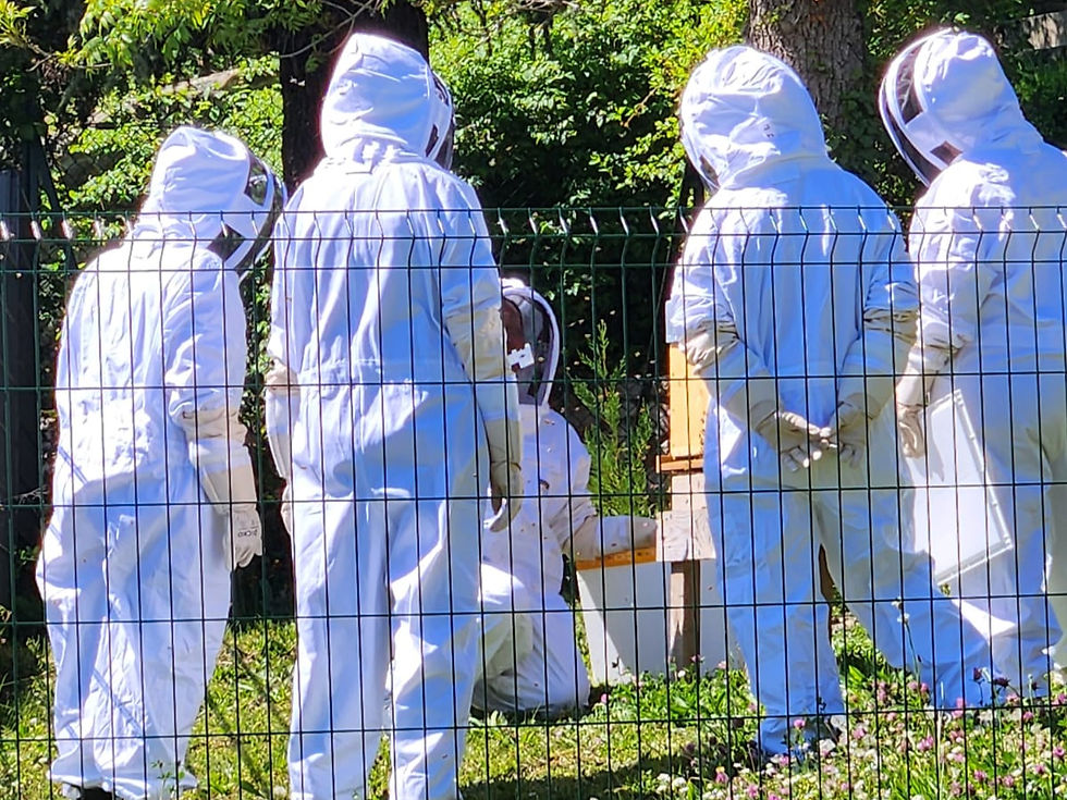 Les élèves du rucher-école Erine de Saint Etienne accueillent leur nouvel essaim en ruche