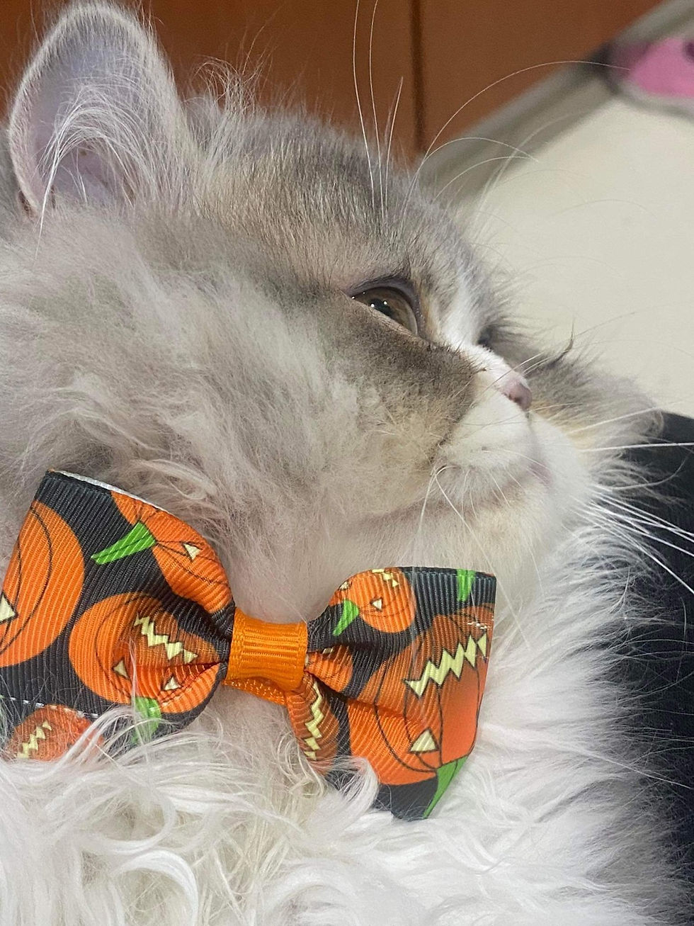 Halloween Cat Dog Bow Tie for Medium Dogs Cat Dog Collars for Small Dog Cat Hall