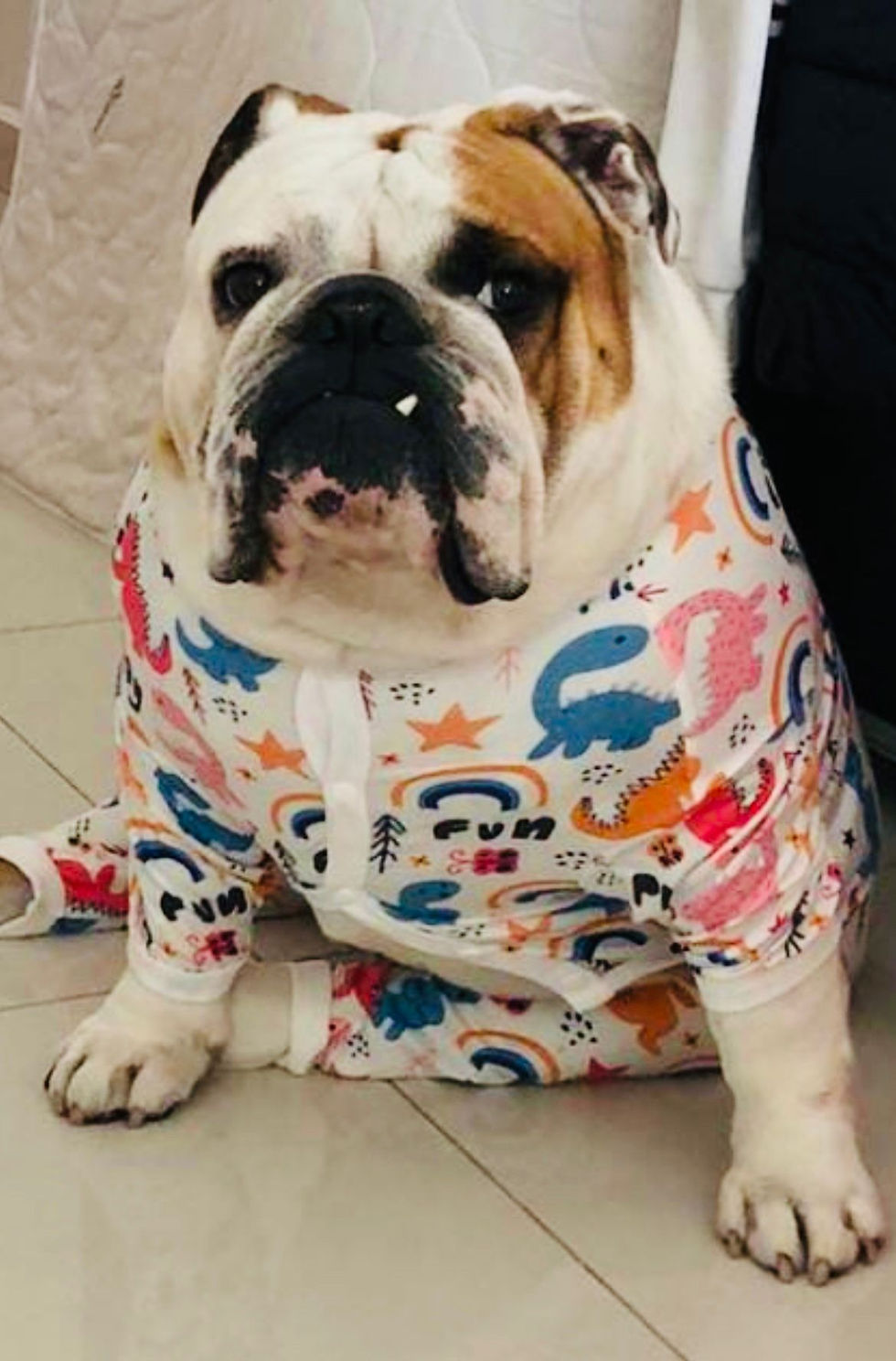 Dino Pyjamas for large breed dogs 