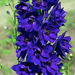 Delph. Magic Fountain Dark Blue
