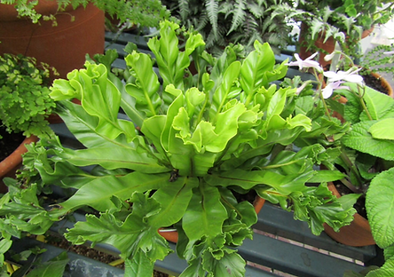Asplenium Scolopendrium.png