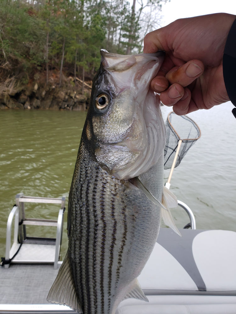 The Bite Lake Allatoona Fishing Report for March 21, 2020