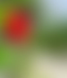 2年ぶりのダイビング