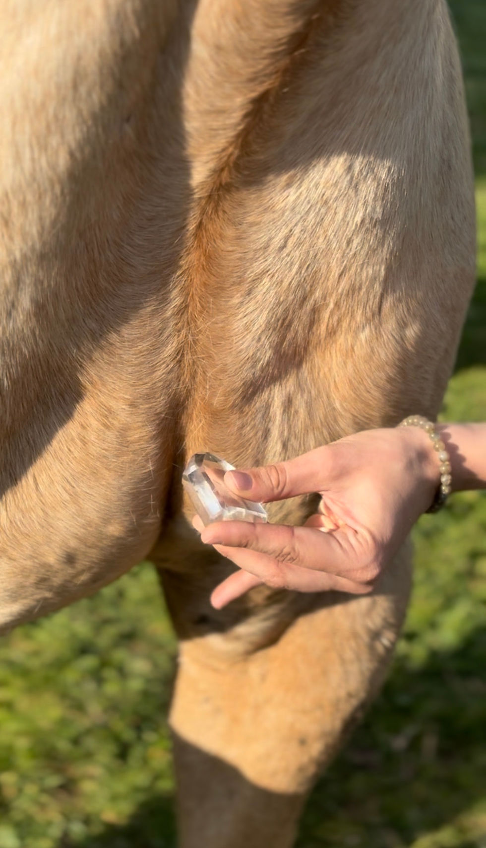 soin énergétique cristal de roche chakra coeur cheval