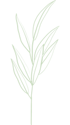 feuille verte icone
