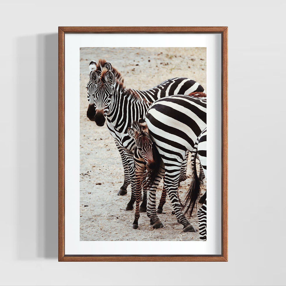 Küçük resim: Anne ve yavru zebranın siyah beyaz fotoğrafı – Zebra Harmony poster tablo