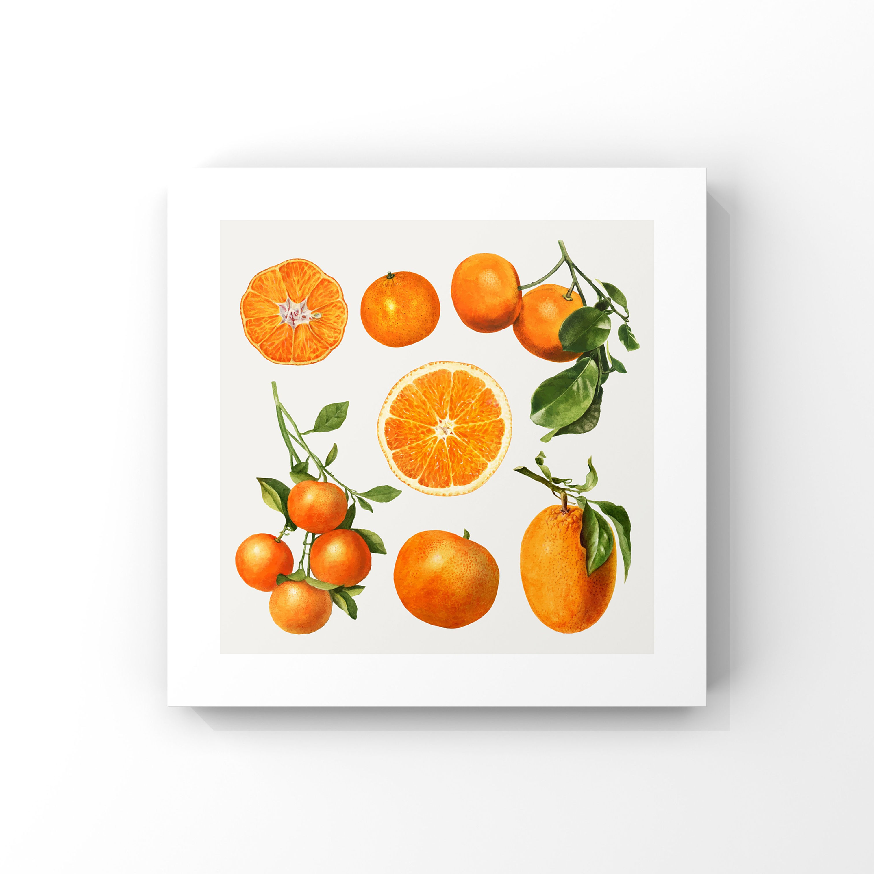 "Citrus Fruit" No.1 Poster Tablo