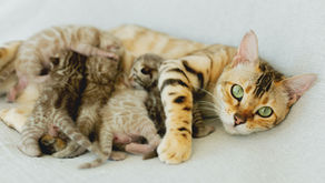Raising Bengals with Intention: What the Farm Taught Me About Cats