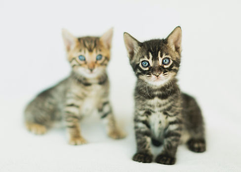 Brigite Bengal Catterie IMGL3199.jpg