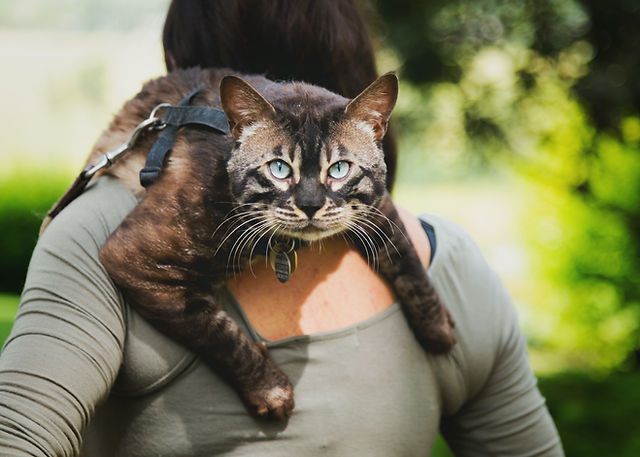 Brigite Bengal Catterie IMGL2931.jpg