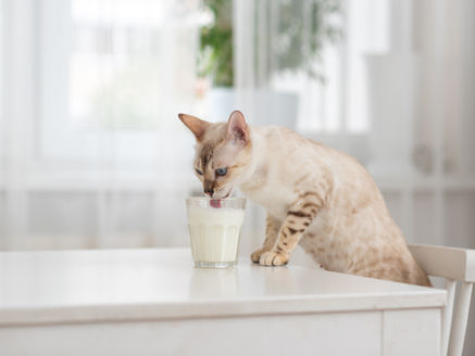 snow mink bengal drinking milk