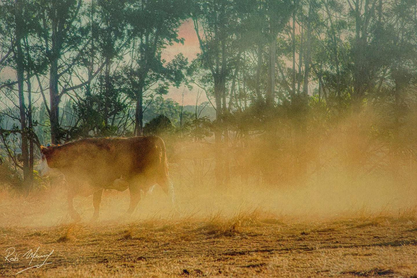 Dust Farm