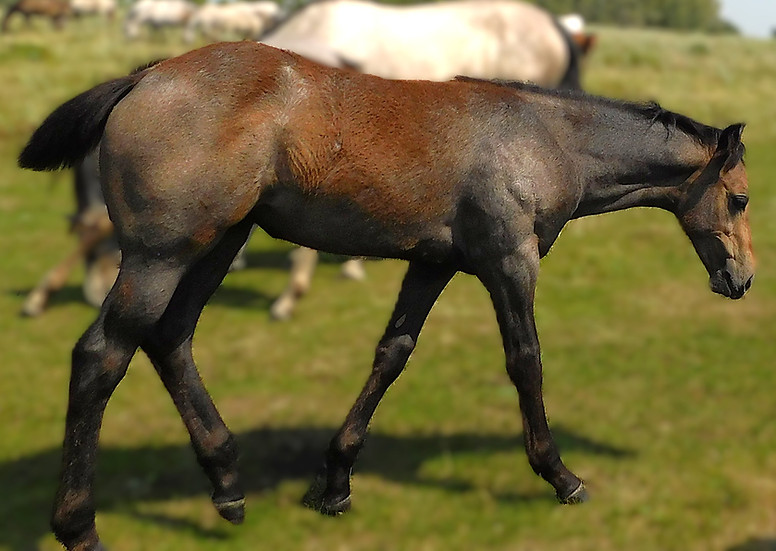 Gray Mare Gin Four Sterling