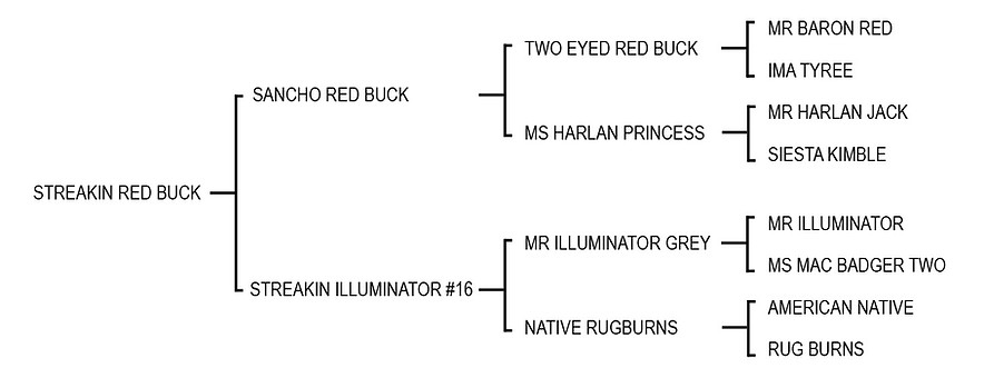 09streakinredbuck.jpg