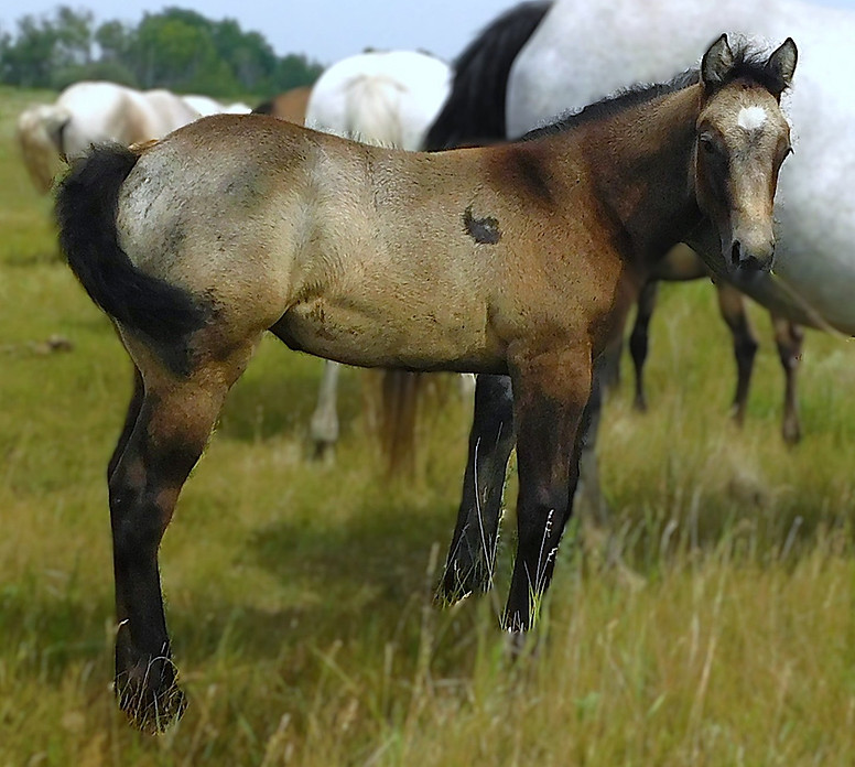 Buckskin Mare Two Buck Yankee