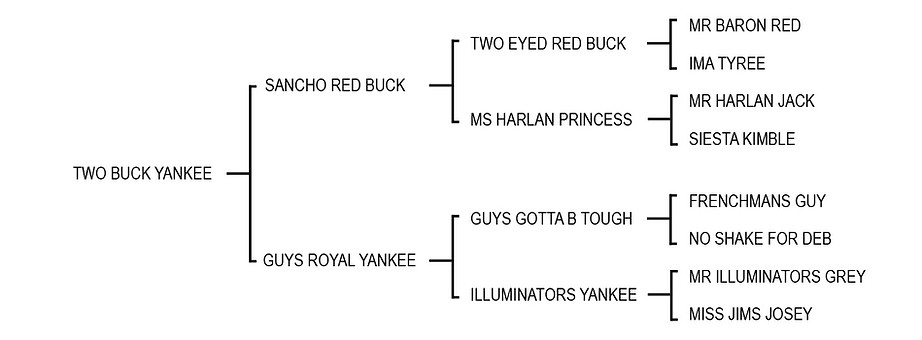 01twobuckyankee.jpg