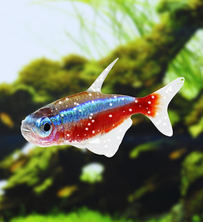 white spot diseases Neon Tetra Fish white patch, NTD itch sick infected aquarium diseases