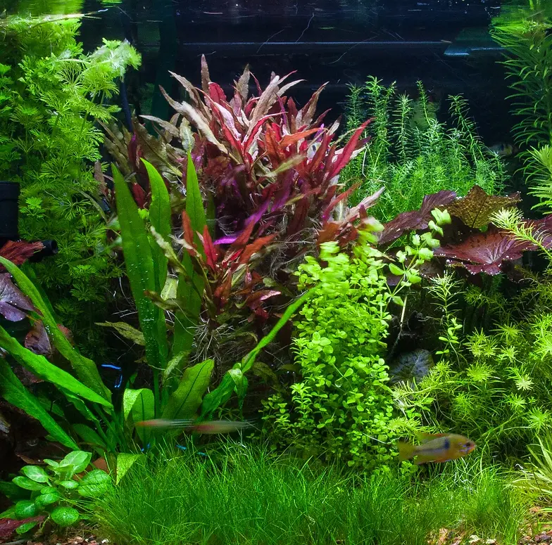 Planted Tank