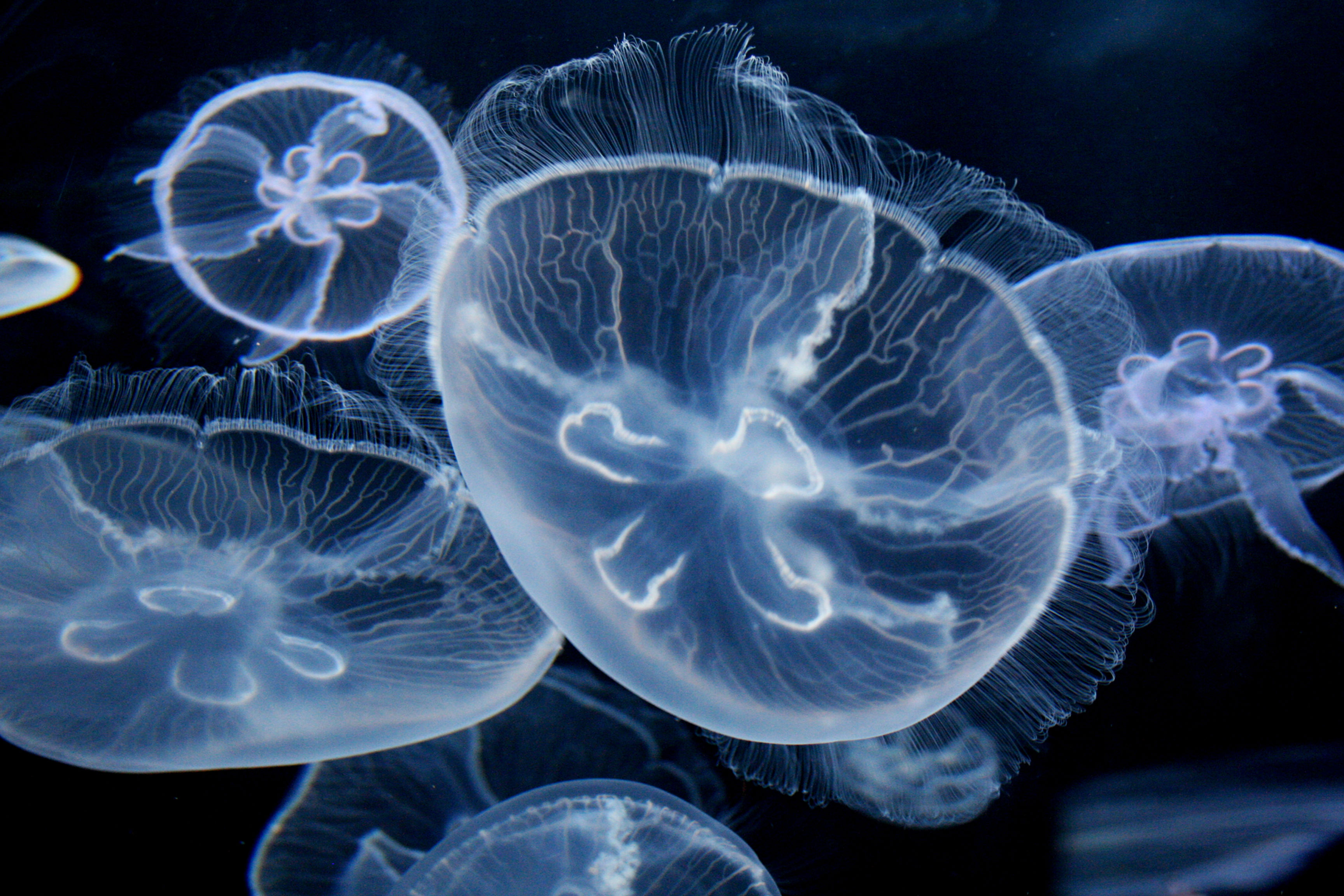 Captive-bred Moon Jellyfish