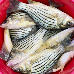 Ice Fishing for Yellow Bass in Clear Lake, Iowa