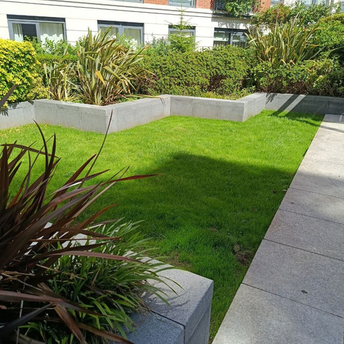 After three weeks: Greener, thicker lawn three weeks after irrigation and overseeding.