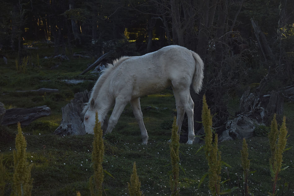 USHUAIA (2).jpg