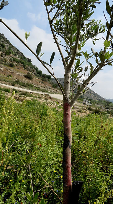 A young olive tree is marked for destruction