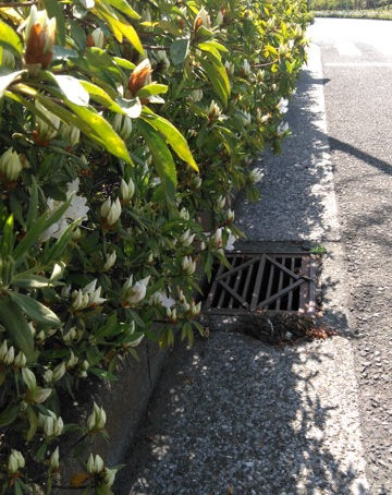 春の彩りを実感。