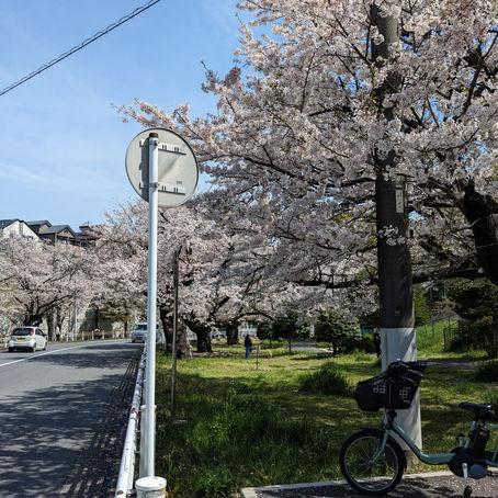 この土日が見納めのよーです。