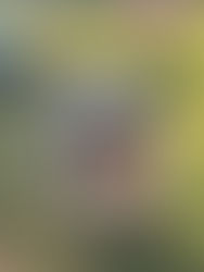 Gedanken die du dir vor der Anschaffung eines Tieres machen solltest!