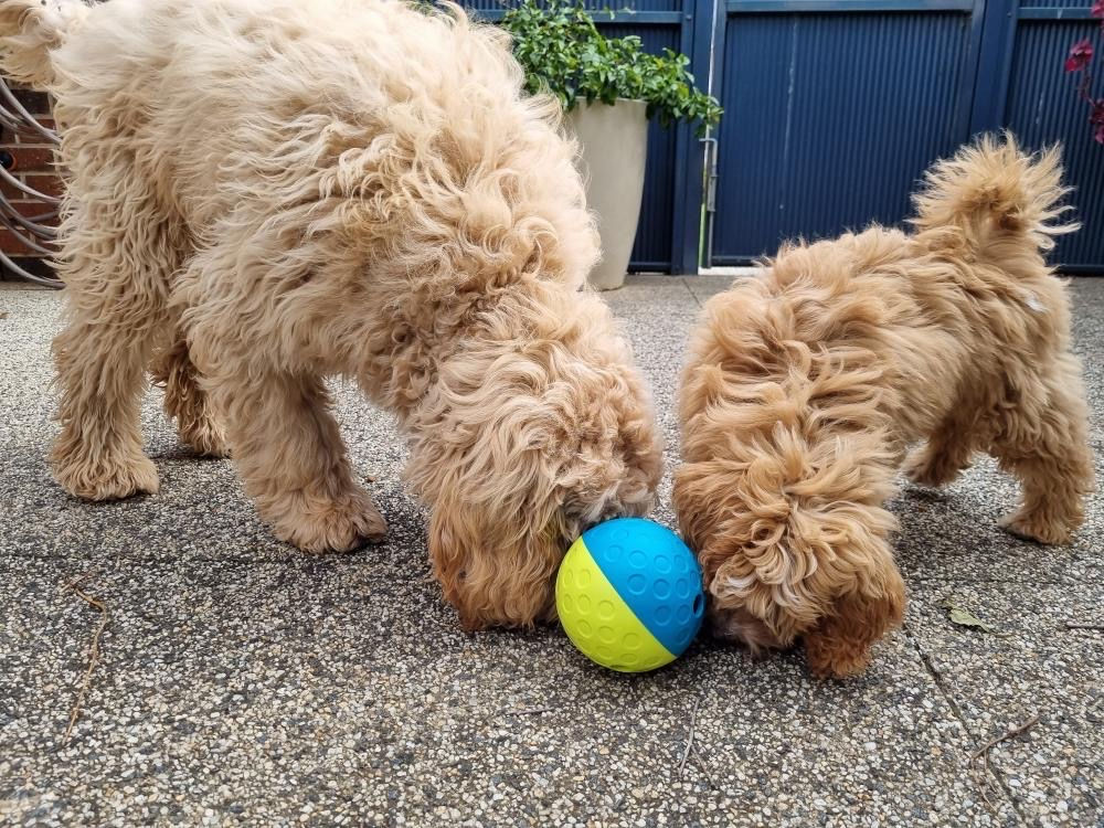 Treat Tumble Ball - Small- Regular size by Nina Ottosson