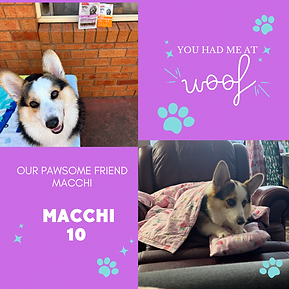 Blue Simple Dog Instagram Post.PNG