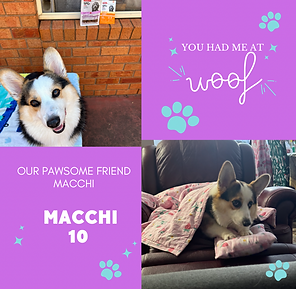 Blue Simple Dog Instagram Post.PNG