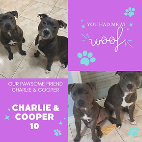 Blue Simple Dog Instagram Post (3).png