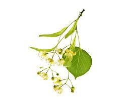 Tilleul - Linden Flower