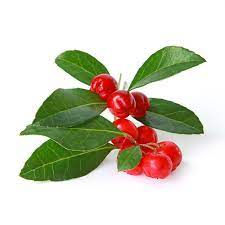 Gaulthérie -Wintergreen