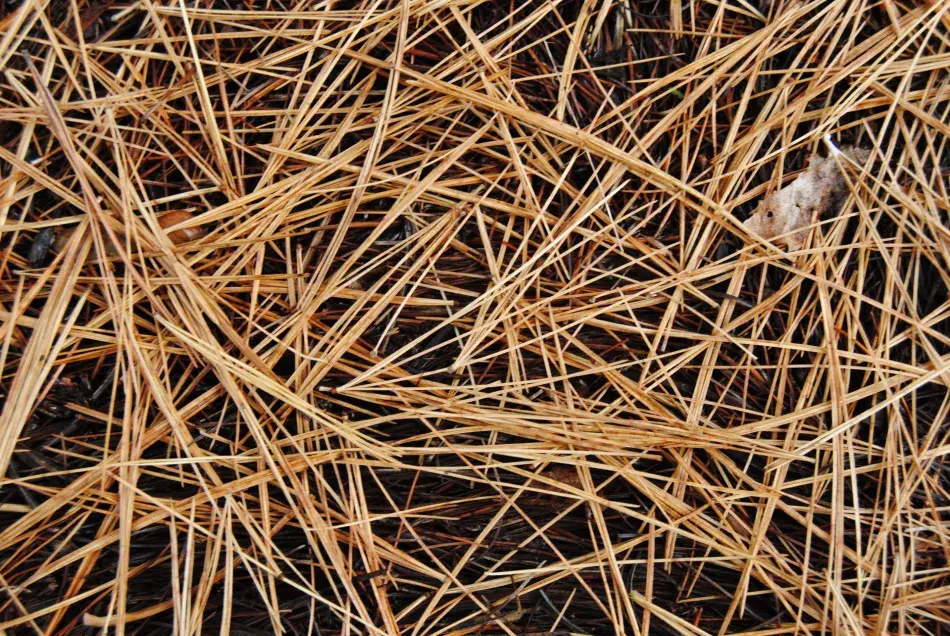 Pine Bark