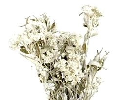 Immortelle - Everlasting