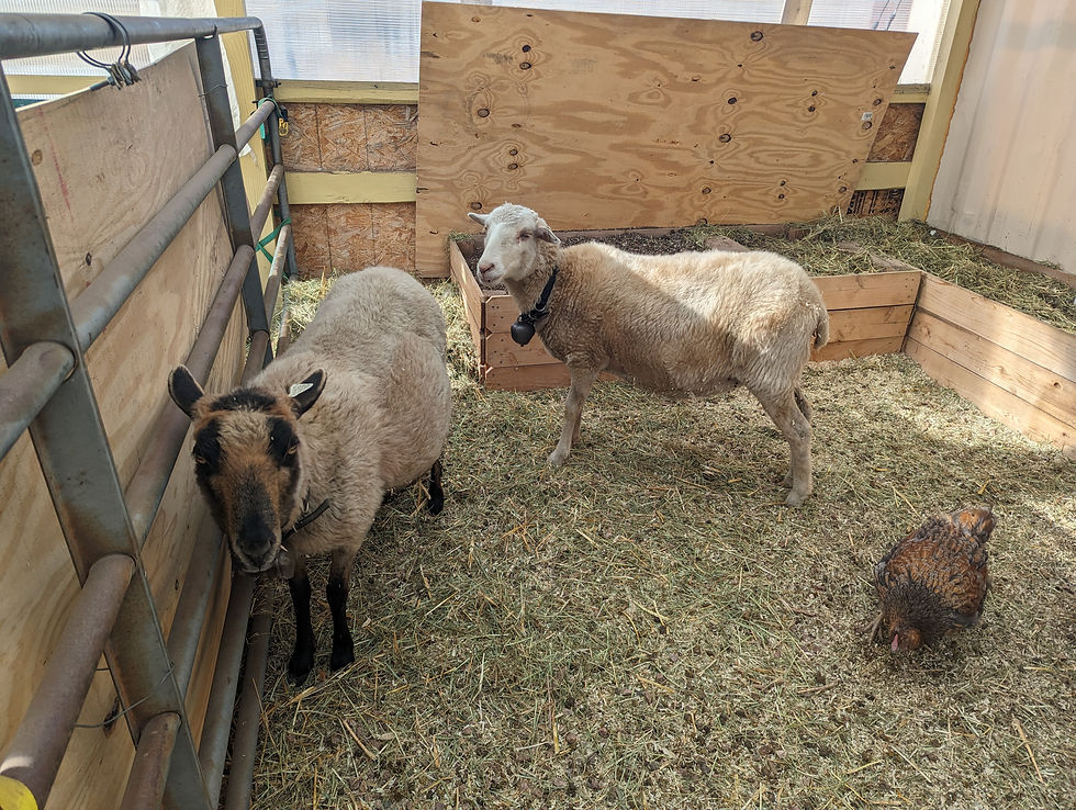 Navajo Churro sheep, Helga and Opal, in the warmth of the greenhouse awaiting the births of their lambs.